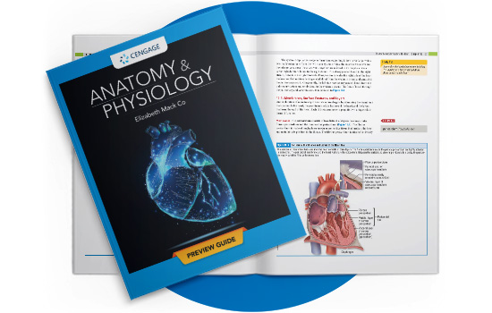 Anatomy & Physiology by Dr. Elizabeth Co Preview Guide